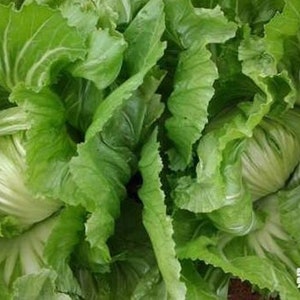 1-oz 16,000 seeds; Indian Chinese Mustard Greens; GAI CHOI Cabbage 包心芥菜