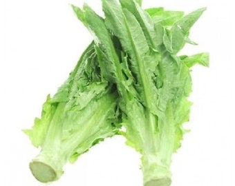 1/4-OZ 5000+ semillas de A-Choy / AA Cai, lechuga de hoja espada taiwanesa; reliquia de familia 新尖葉A菜 油麥菜; gran cosecha de primavera/otoño