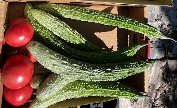 10 Satsuma Onaga Japanese Bittermelon Seeds; さつま尾長苦瓜 Goya
