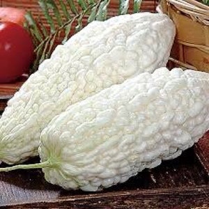Rare Find! Japanese White Jade Hybrid Bittermelon Seeds; very high germination! 百勝白玉苦瓜 F1; White Skin Bitter Melon; Balsam Pear