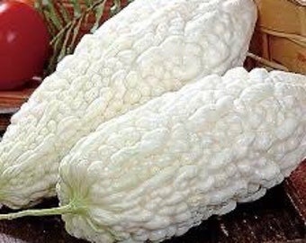 Rare Find! Japanese White Jade Hybrid Bittermelon Seeds; very high germination! 百勝白玉苦瓜 F1; White Skin Bitter Melon; Balsam Pear
