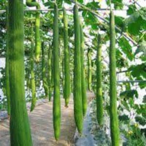 May include: A close-up of a long, green vegetable growing on a trellis in a greenhouse. The vegetable is about 3 feet long and has a smooth, green skin.