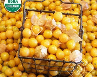 200 organic Aunt Molly's Ground Cherry seeds -  Physalis pruinosa