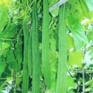 May include: A close-up of a bunch of long, green, smooth, and slender vegetables hanging from a wooden trellis. The vegetables are growing vertically and are all about the same length.