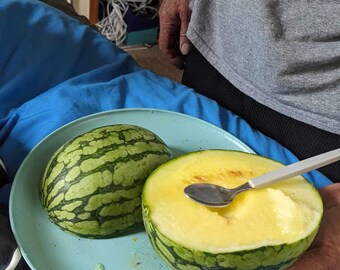 ジェモロジー ルナポニー ウォーターメロン Rare Find! 20 Pony Yellow Hybrid Japanese Watermelon Seeds