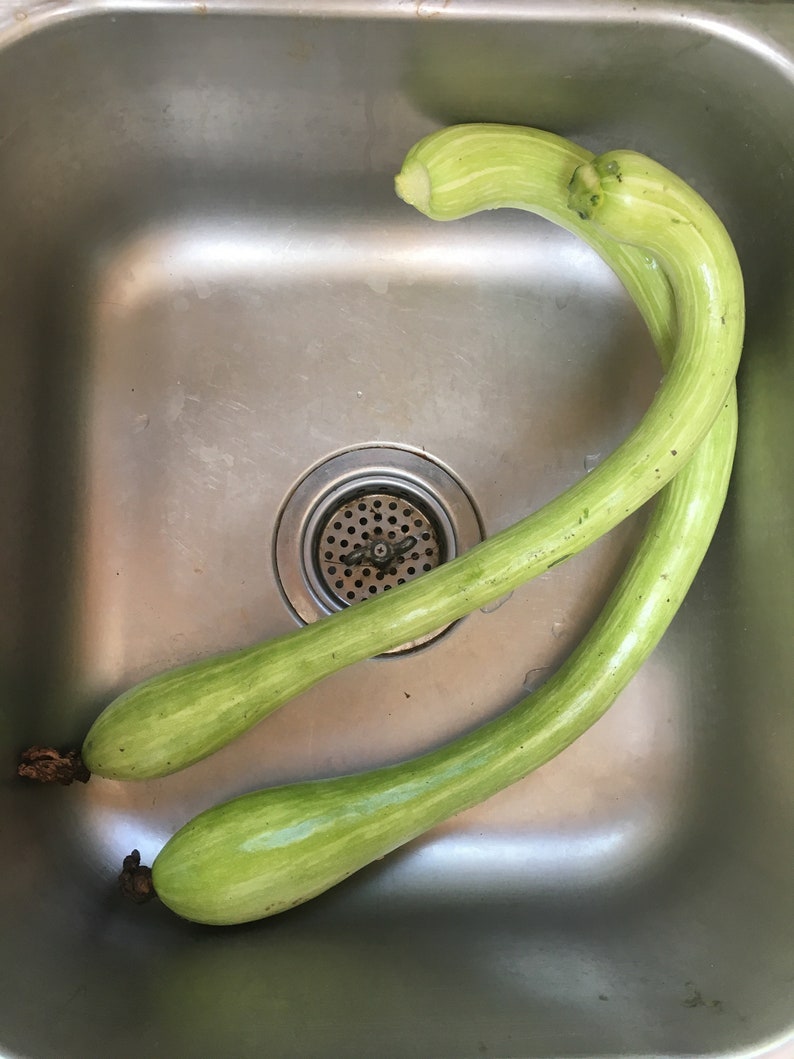 15 TROMBONCINO RAMPICANTE seeds Italian Climbing Zucchini Etsy