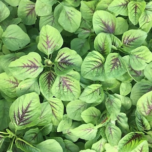 May include: A close-up view of a patch of green leafy vegetables with red veins. The leaves are arranged in a dense cluster, creating a textured and vibrant image.