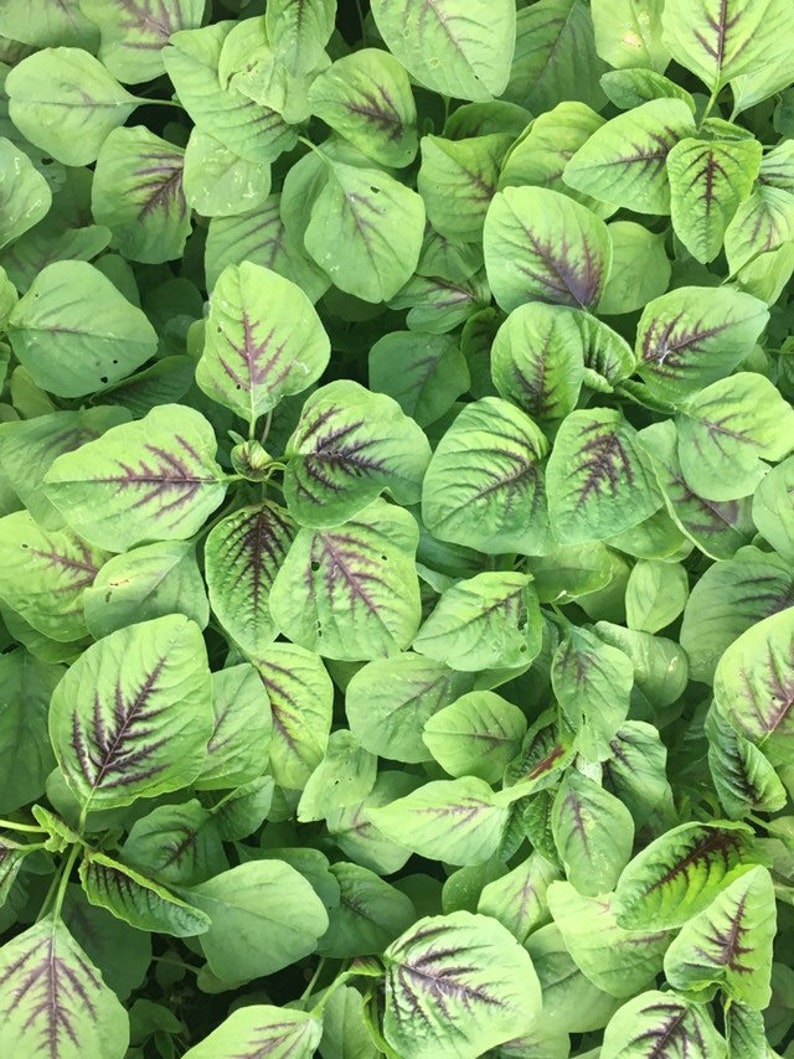 May include: A close-up view of a patch of green leafy vegetables with red veins. The leaves are arranged in a dense cluster, creating a textured and vibrant image.