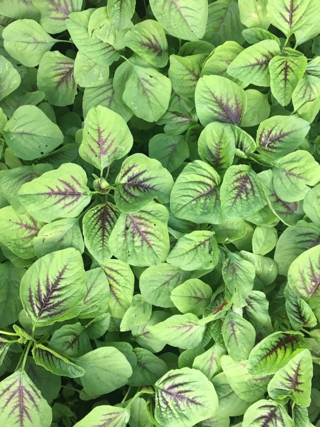 1g Red stripe Amaranth Chinese spinach BLACK seeds callaloo leafy veg Details about 1000 1g Red stripe Amaranth Chinese spinach BLACK seeds callaloo leafy veg Details about 1000