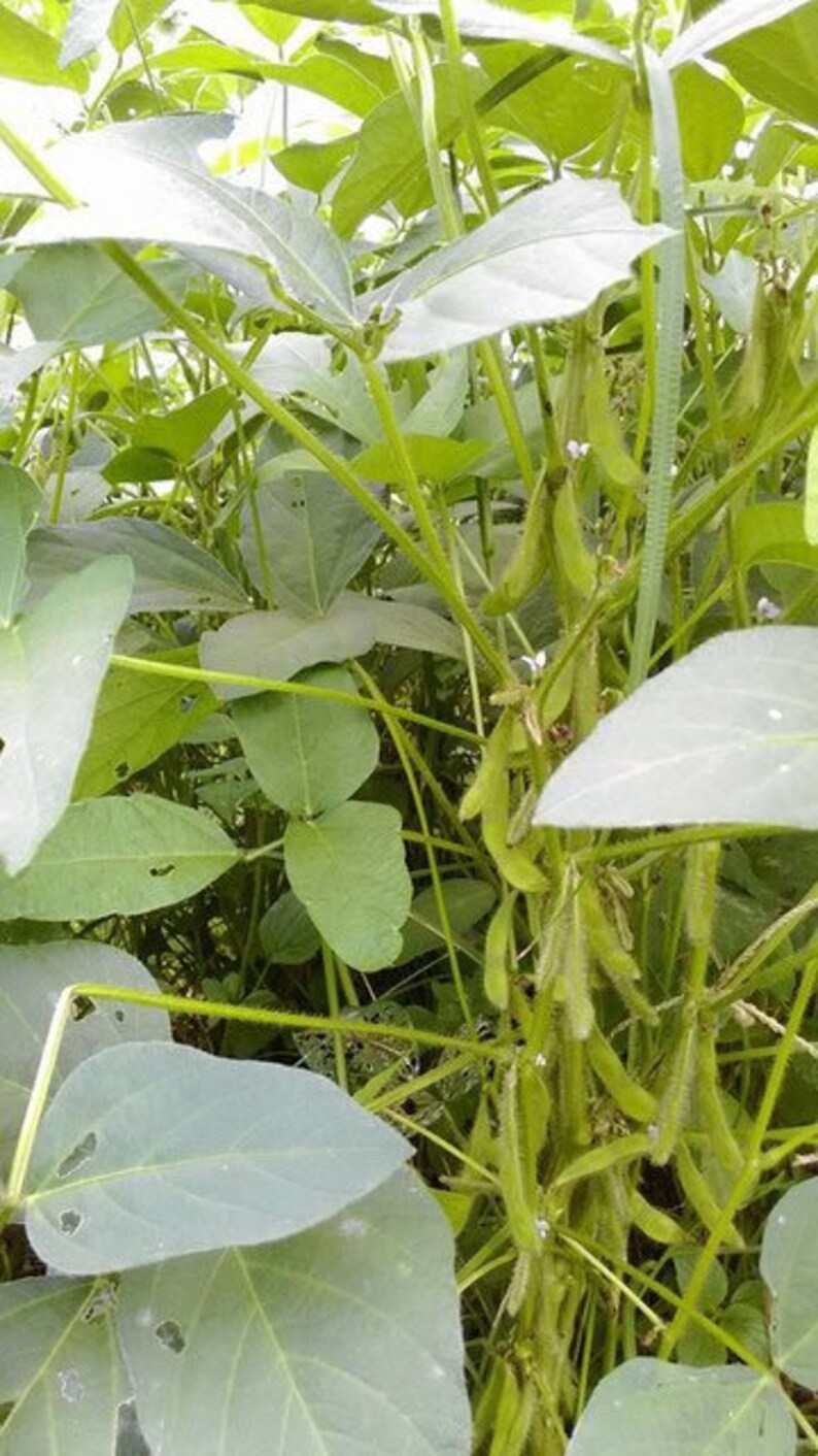 Rare Find 20 Kuro Shinju Edamame Seeds Black Pearl Edible Etsy