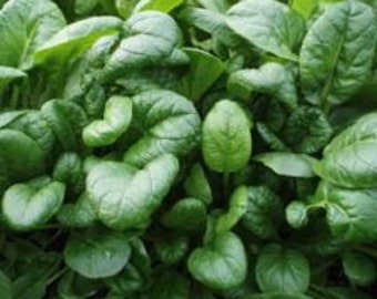 SAVOY TATSOI heirloom non-GMO seeds; can tolerate hard frost; 塔菇菜 塌菜 烏塌菜