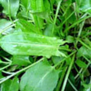 1/8 oz ~3000 semillas de acedera de hoja grande; Rumex acetosa; reliquia sin OGM