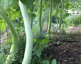 15 CUCUZZI CUCUZZA GAGOOTZA summer squash seeds; Serpente di Sicilia; Serpent of Sicily; Italian Snake Gourd; Hercules&#39; Bat