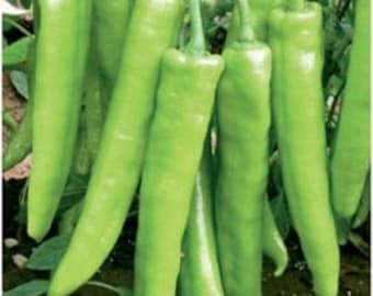 30 HOT BHAJI Indian Chili Pepper seeds