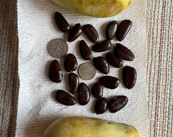 15 Pawpaw seeds; Hoosier Banana from central Indiana; zones 5-8; Paw Paw; Pawpaws; Custard Apple; Cherimoya distant cousin