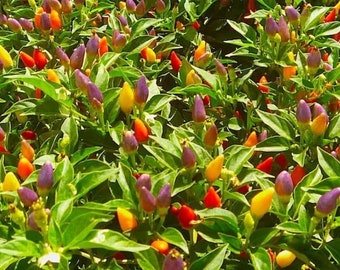 50 NuMex Twilight Hot Pepper Seeds; Rainbow colors; Ornamental; do well in containers