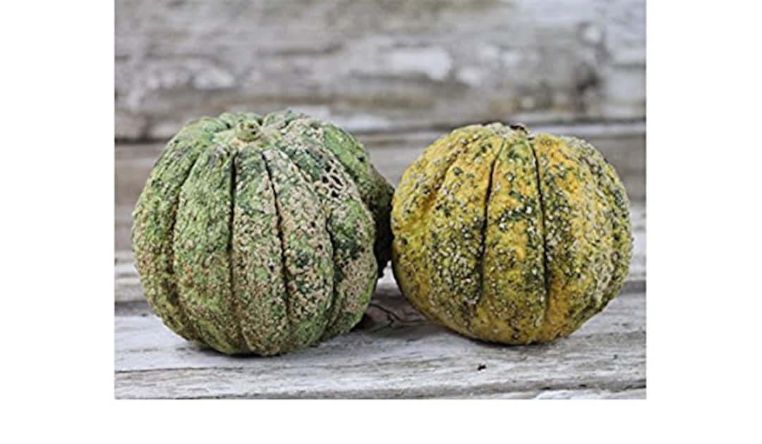 12 Zatta Ugly Melon Seeds Melone Zatta Di Italia Etsy Israel