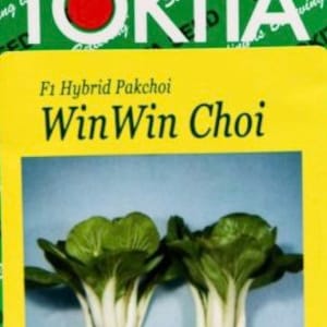 500 Winwin Choi F1 seeds; Win-Win Hybrid Pak Choi; Win Win Pac Choi - Winwin Bok Choy