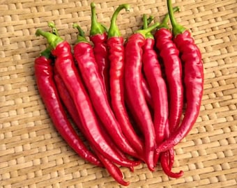 30 organic Adaptive Maria Nagy's Transylvanian hot pepper seeds