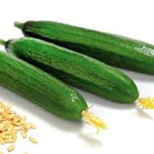50 Persian BEIT ALPHA Burpless Cucumber seeds