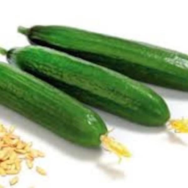 50 Persian BEIT ALPHA Burpless Cucumber seeds