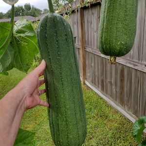 5 Elite Taiwanese Smooth Luffa seeds;屹立圓筒絲瓜; 台灣菜瓜; meaty culinary loofah from Taiwan