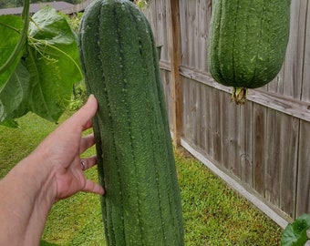 5 Elite Taiwanese Smooth Luffa seeds;屹立圓筒絲瓜; 台灣菜瓜; meaty culinary loofah from Taiwan