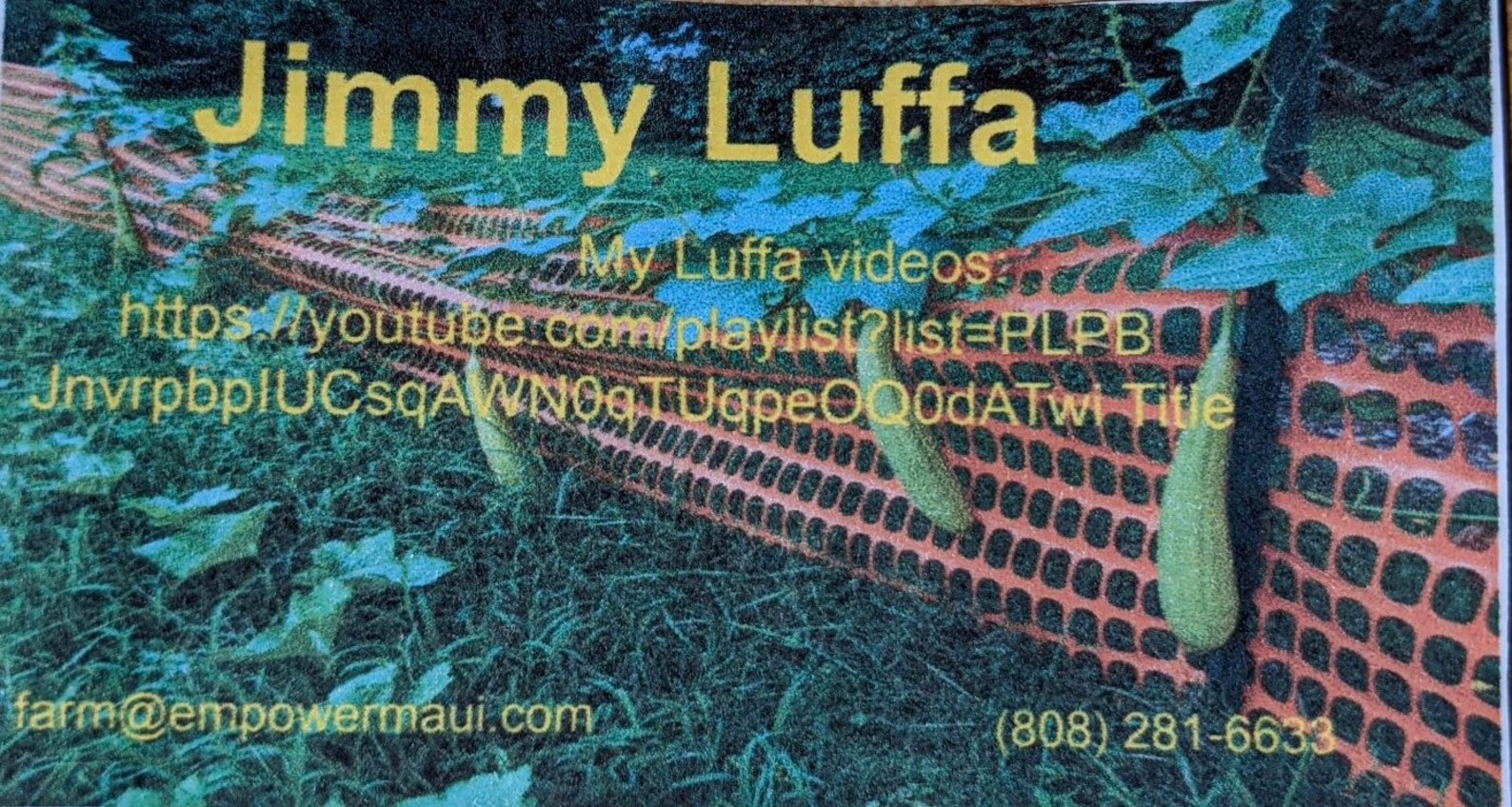 25 Dishcloth Sponge Gourd Seeds From Jimmy Luffa Great for Etsy