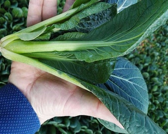 250 Komatsuna Hokusai；Tokita TSX-813 Hybrid Mustard Spinach seeds; 北斎小松菜