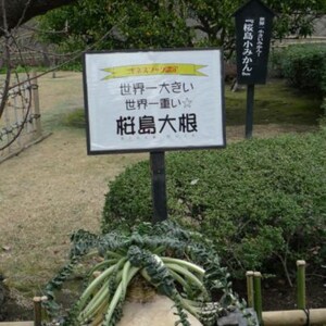 100 SAKURAJIMA Mammoth Daikon Radish seeds 鹿児島 櫻島大丸 recent volcano eruption image 6