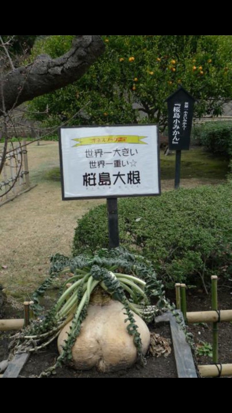 100 SAKURAJIMA Mammoth Daikon Radish seeds 鹿児島 櫻島大丸 recent volcano eruption image 6