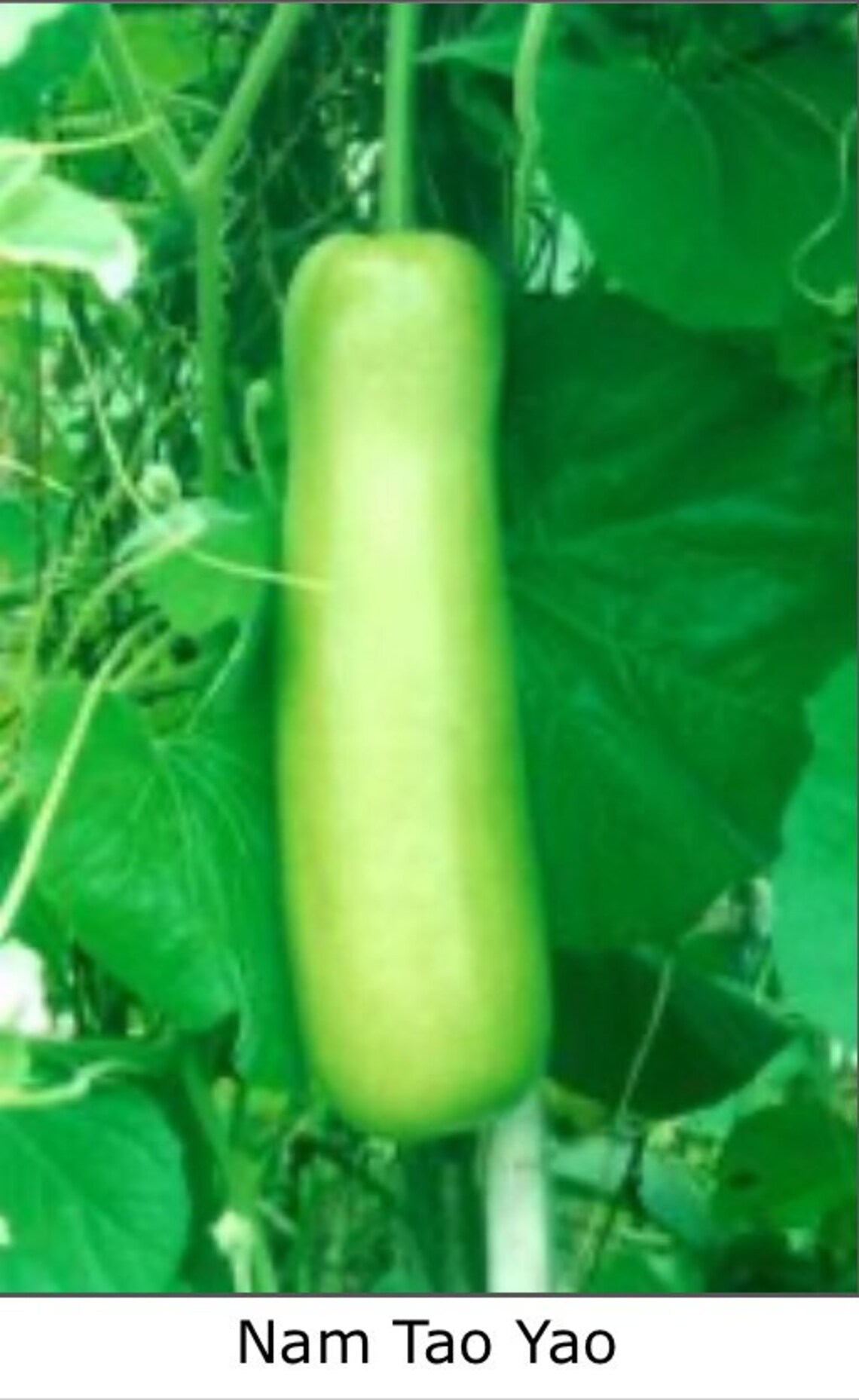 20 NAM TAO YAO Bottle Gourd Seeds; Long Opo; Lagenaria Siceraria; White ...