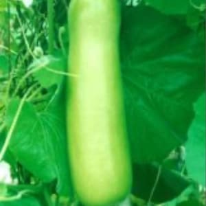 20 NAM TAO YAO Bottle Gourd Seeds; Long Opo; Lagenaria siceraria; White-flowered gourd; Nam Tao Yo