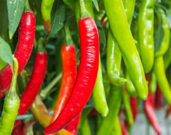 30 GUNTUR CHILLI Indian Hot Pepper seeds