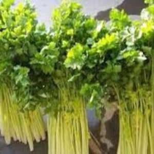 May include: A bunch of fresh green celery stalks with light green leaves.