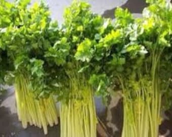 Chinese Yellow Heart Celery seeds;  Light Yellow Celery; 黃心芹菜;  microgreens micro green