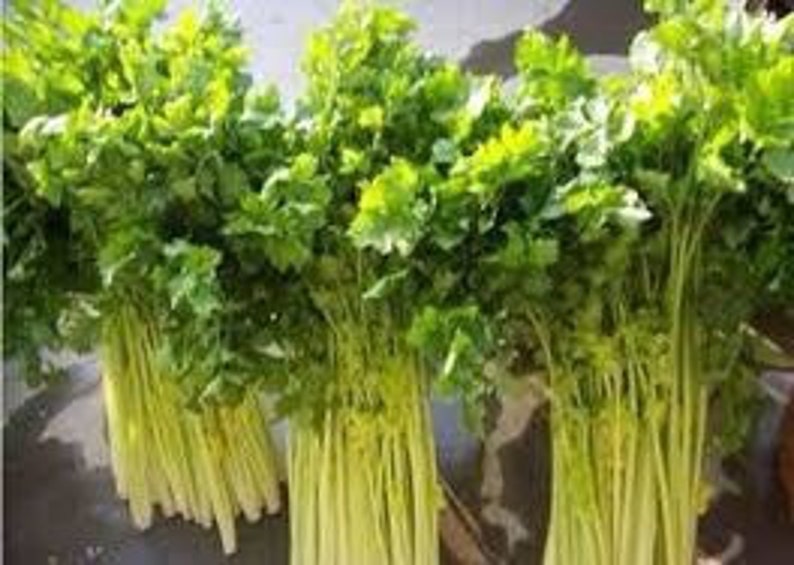 15000 1/4oz Chinese Yellow Heart Celery seeds Light Yellow Etsy