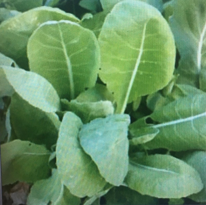 May include: Close-up of a group of green leafy plants. The leaves are large and have a smooth texture.