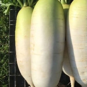 3-gram 150 Korean Green Shoulder Hybrid Daikon Radish seeds; TREATED; All Seasons!!! Joseon Mu 조선무 朝鮮绿肩白蘿蔔