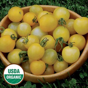 30 LEMON DROP Certified Organic Heirloom Cherry Tomato Seeds, indeterminate, Heavy sets of 1/2-3/4&quot; translucent fruits