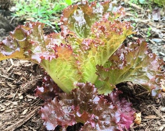 Organic RED VELVET Lettuce seeds; looseleaf; slow to bolt; ornamental edible landscape; showstopper!!! Nov 2025 test date