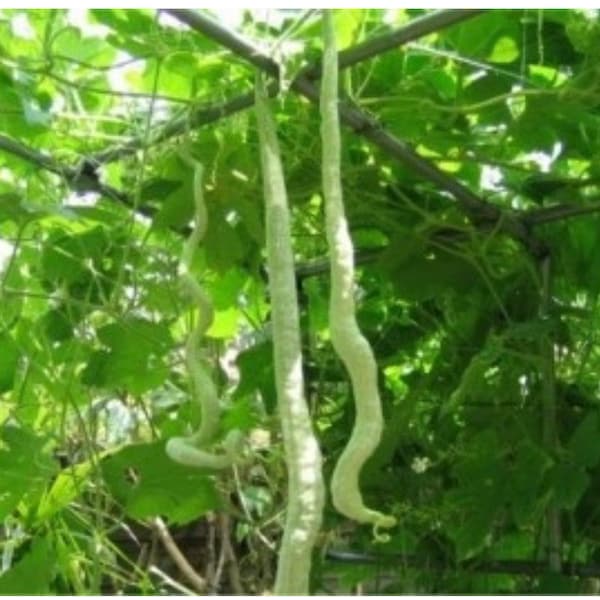 Padwal Maharashtra; Indian Long snake viper gourd seeds; Chichinda; Chinese Python Snake Bean