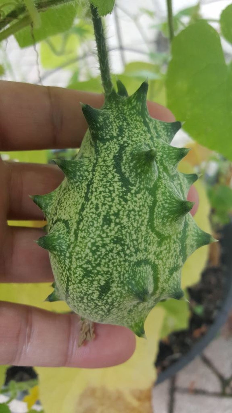 30 certified organic KIWANO JELLY MELON Seeds African Horned Etsy