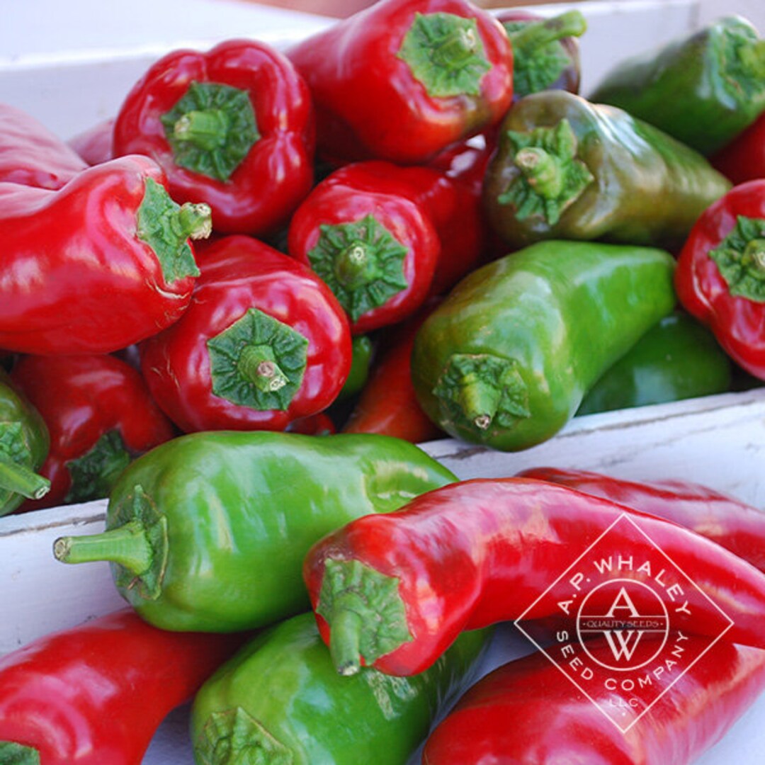 30 Organic Tollis Sweet Italian Pepper Seeds Allaround Favorites for