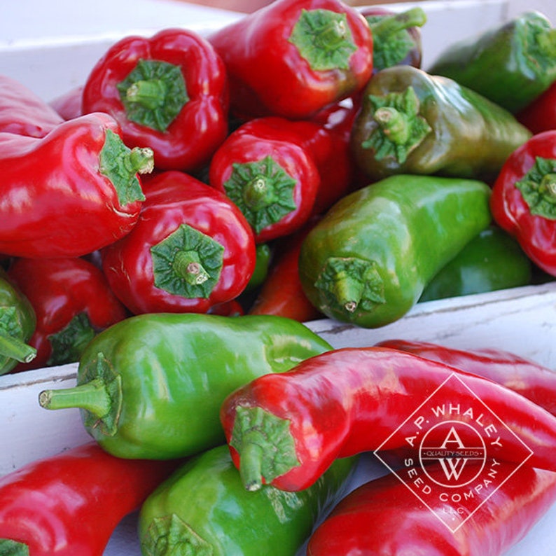 30 Organic Tollis Sweet Italian Pepper Seeds Allaround Etsy