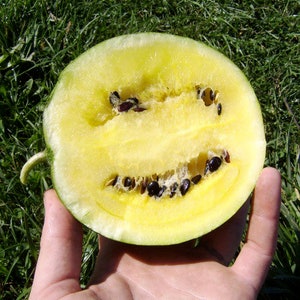 20 Organic Early Moonbeam Watermelon seeds Early 75-day variety with superb taste dehybridized yellow doll F1 great for cooler climate image 1