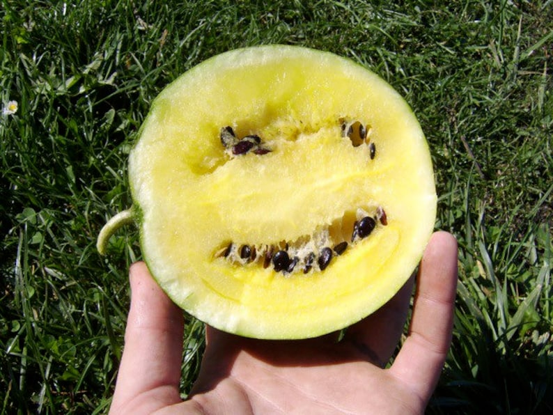 20 Organic Early Moonbeam Watermelon seeds Early 75-day variety with superb taste dehybridized yellow doll F1 great for cooler climate image 1