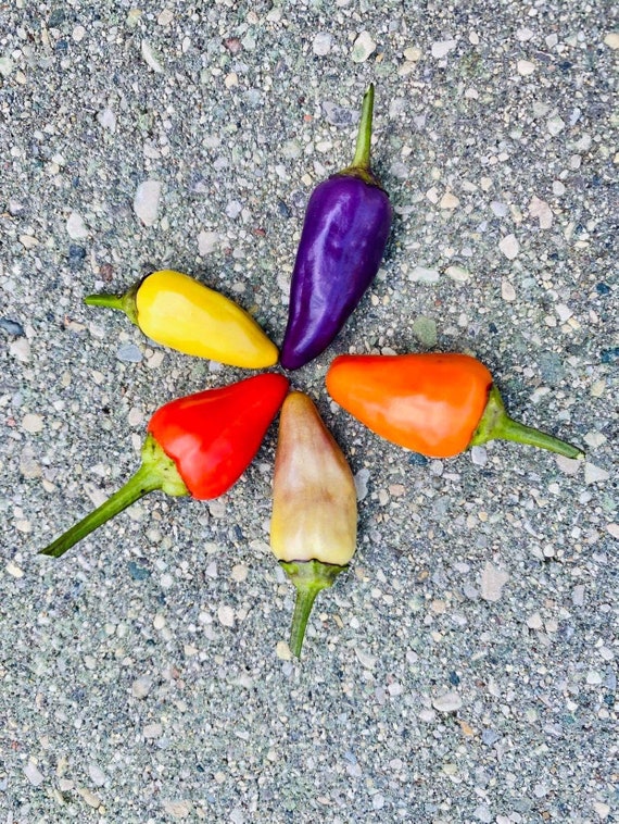 100+ Chinese FIVE-COLOR Hot Pepper Chili Seeds; 五彩椒 五色辣椒