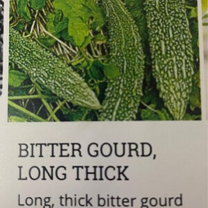 May include: Image of long, thick bitter gourds with dark green, bumpy skin. The gourds are surrounded by green leaves and vines. The text "BITTER GOURD, LONG THICK" is visible.