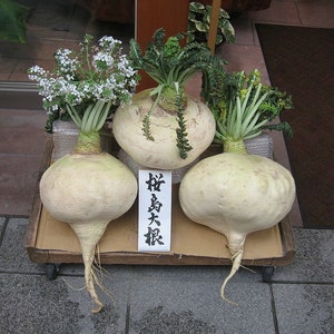 100 SAKURAJIMA Mammoth Daikon Radish seeds 鹿児島 櫻島大丸 recent volcano eruption image 4